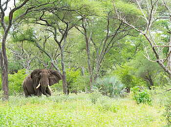 Singita Pamushana Lodge: Elefant im Wald