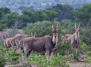 Tuli Safari Lodge Mashatu: Eland-Antilopen