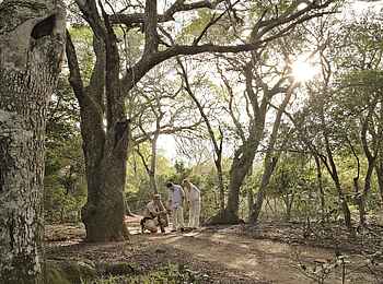 &Beyond Phinda Forest Lodge: Unterwegs im Sand Forest