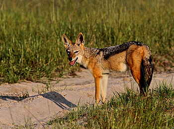 Camelthorn Lodge: Schabrackenschakal auf einer Piste Camelthorn Lodge: Schabrackenschakal auf einer Piste