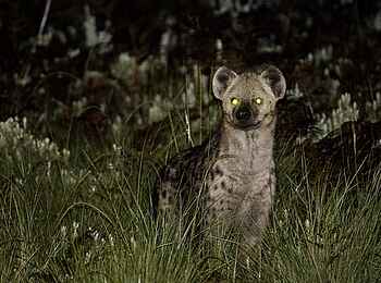 Chelinda Lodge: Neugierige Hyäne