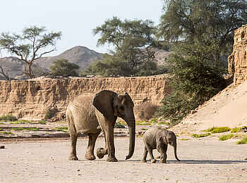 Hoanib Skeleton Coast Camp: Elefantenmutter mit Kind Hoanib Skeleton Coast Camp: Elefantenmutter mit Kind