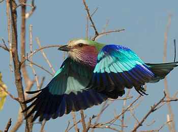 KaingU Safari Lodge: Gabelracke