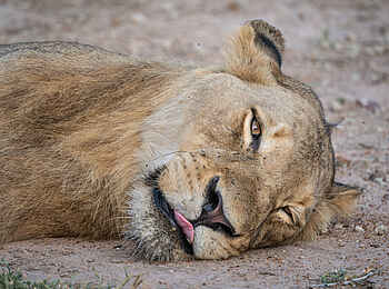 Kambaku River Sands: Ein müder Löwe Kambaku River Sands: Ein müder Löwe