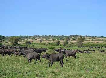 Kidepo National Park: Büffelherde