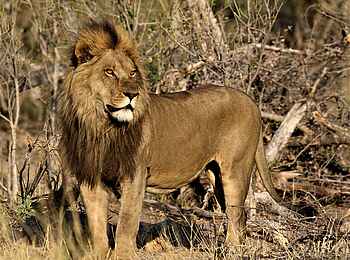 Kweene River Camp: Stolzer Löwe