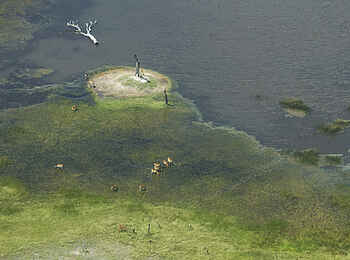 Lagoon Camp: Moorantilopen im Sumpf Lagoon Camp: Moorantilopen im Sumpf