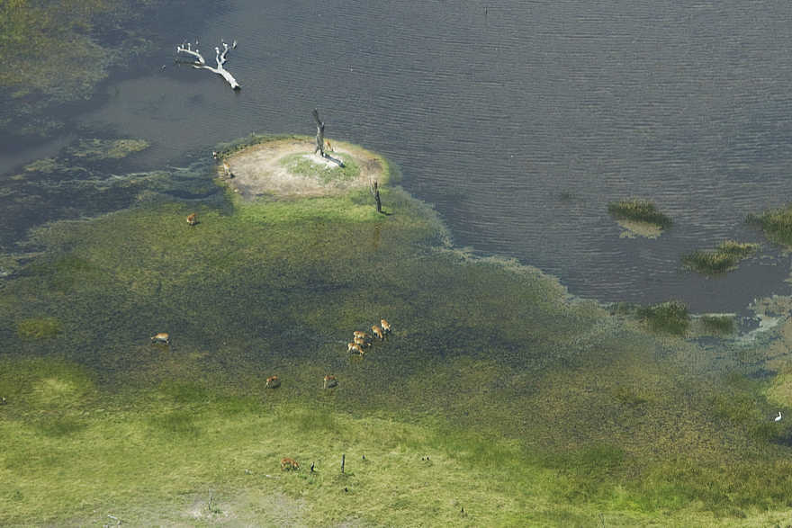 Lagoon Camp: Moorantilopen im Sumpf Lagoon Camp: Moorantilopen im Sumpf