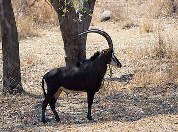 Mkulumadzi Lodge: Rappenantilope - Hippotragus niger