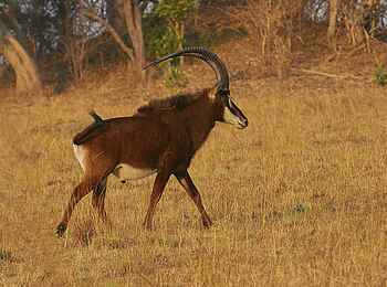 Mukambi Fig Tree Bush Camp: Eine Schwarzantilope durchquert die Umgebung