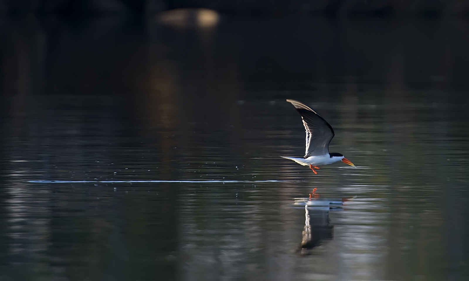 Musekese Camp: Afrikanischer Scherenschnabel Musekese Camp: Afrikanischer Scherenschnabel