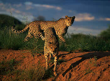 Okonjima Plains Camp: Die größte freilebende Gepardenpopulation der Welt Okonjima Plains Camp: Die größte freilebende Gepardenpopulation der Welt