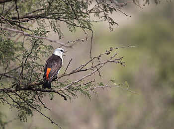 Ole Serai Luxury Camp - Seronera: Serengetis Vogelwelt Ole Serai Luxury Camp - Seronera: Serengetis Vogelwelt