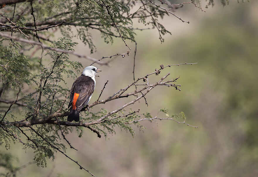 Ole Serai Luxury Camp - Seronera: Serengetis Vogelwelt Ole Serai Luxury Camp - Seronera: Serengetis Vogelwelt