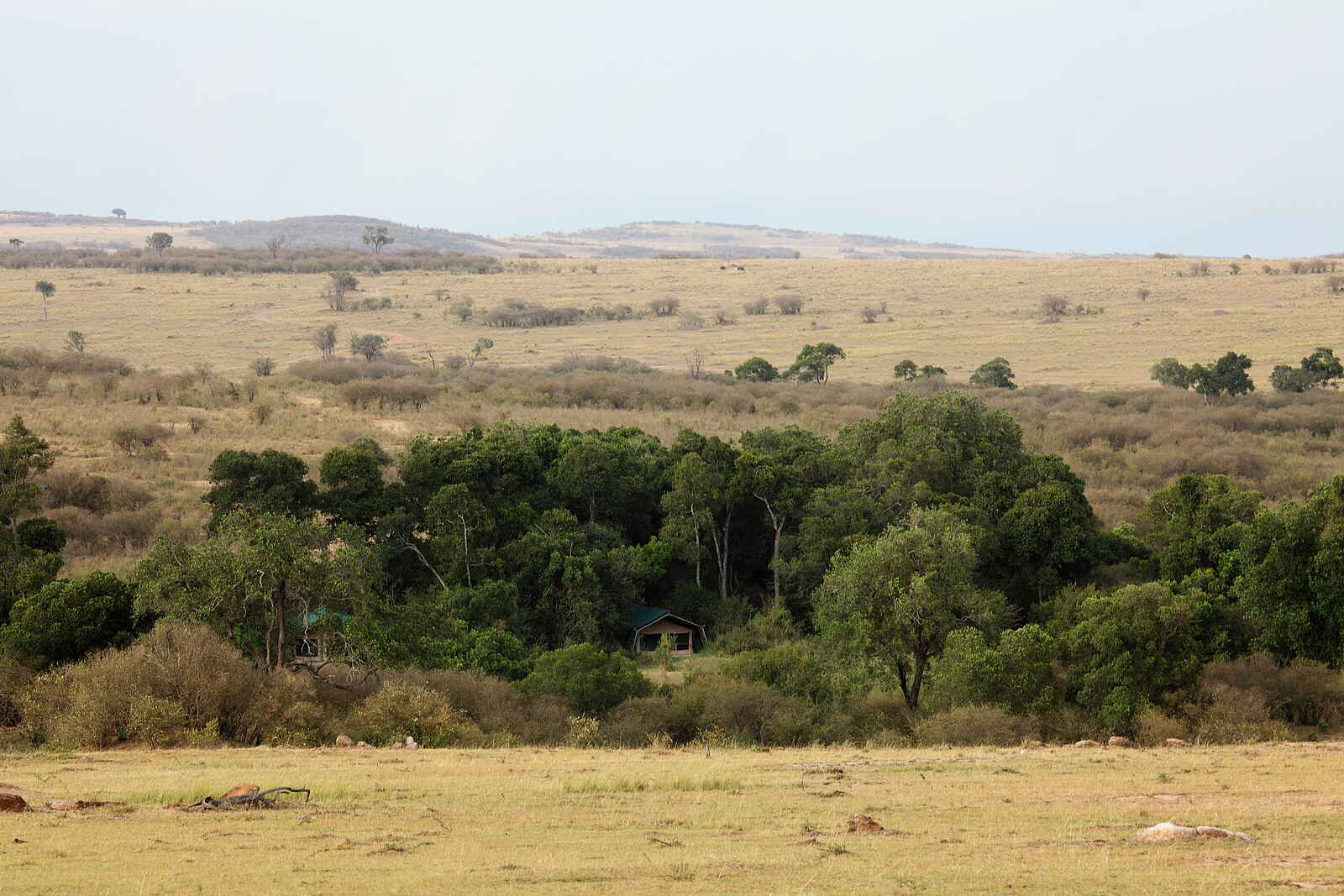 Rekero Camp: Weitläufige Buschsavanne Rekero Camp: Weitläufige Buschsavanne