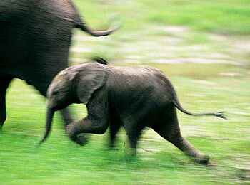 Robin Pope River Journeys: Babyelefant