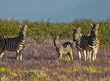 Safarihoek Lodge: Zebras