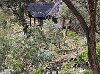 Saruni Mara Camp: Zebras zwischen den Gästechalets