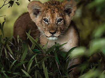 Serian´s Lamai Camp: Löwenjunges