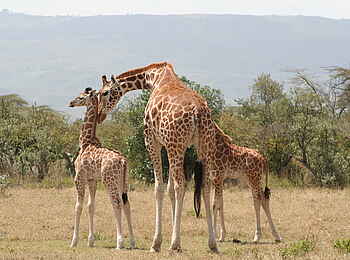 Sleeping Warrior Lodge: Rothschildgiraffe Sleeping Warrior Lodge: Rothschildgiraffe
