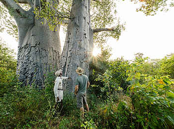 Tsowa Safari Island Lodge: Ein Baobab