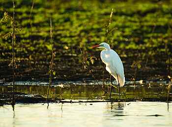 Usangu Expedition Camp: Reiher Usangu Expedition Camp: Reiher