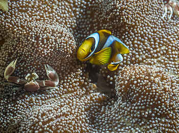 White Pearl Resorts: Clownfische und Korallen