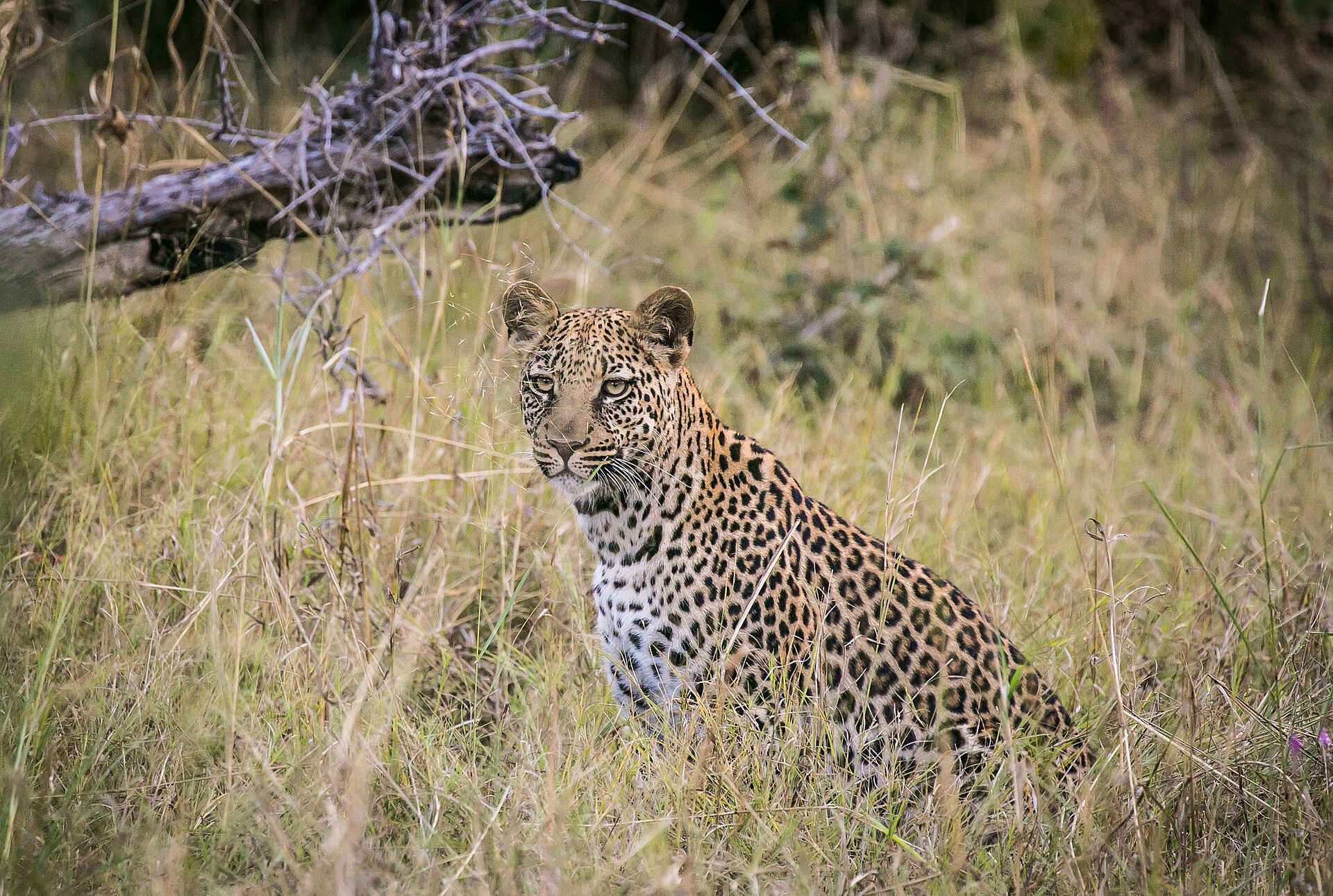 Bushman Experience, Bushman Plains Camp, NG 12, Okavango Delta, Leopard, Panthera Pardus, Afrikarma, Afrikarma Safaris, Afrikarma Safaris - Wildnis. Hautnah., Afrikarma.de