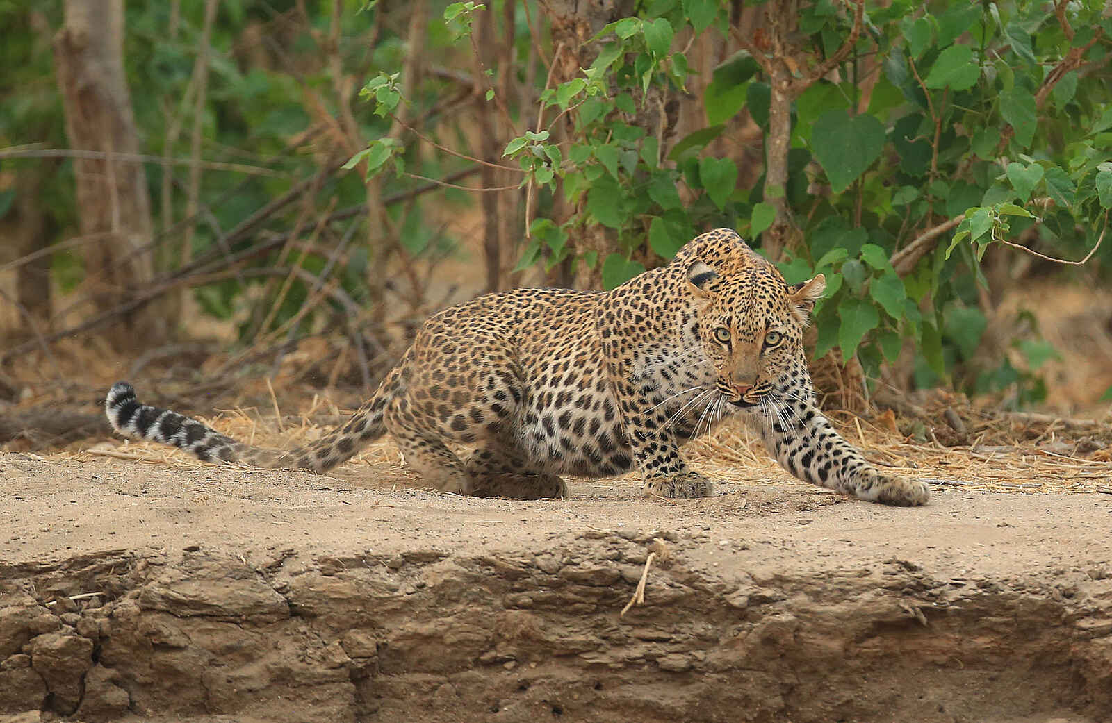 Kavinga Safari Camp: Aufmerksamer Leopard Kavinga Safari Camp: Aufmerksamer Leopard