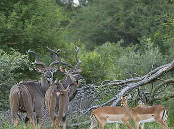 Leopard Plains: Kudus und Impalas Leopard Plains: Kudus und Impalas