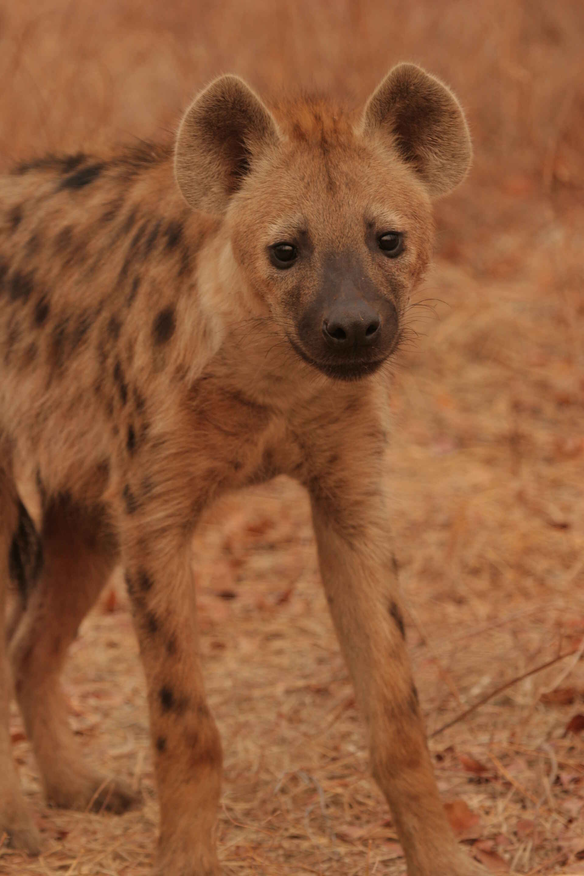 Bushlife Safaris, Chitake Springs, Chitake Tented Camp, Mana Pools National Park, Game Drive, Hyäne, Tierbeobachtung, Walking Safari, Afrikarma, Afrikarma Safaris, Afrikarma Safaris. Wildnis. Hautnah., Afrikarma.de