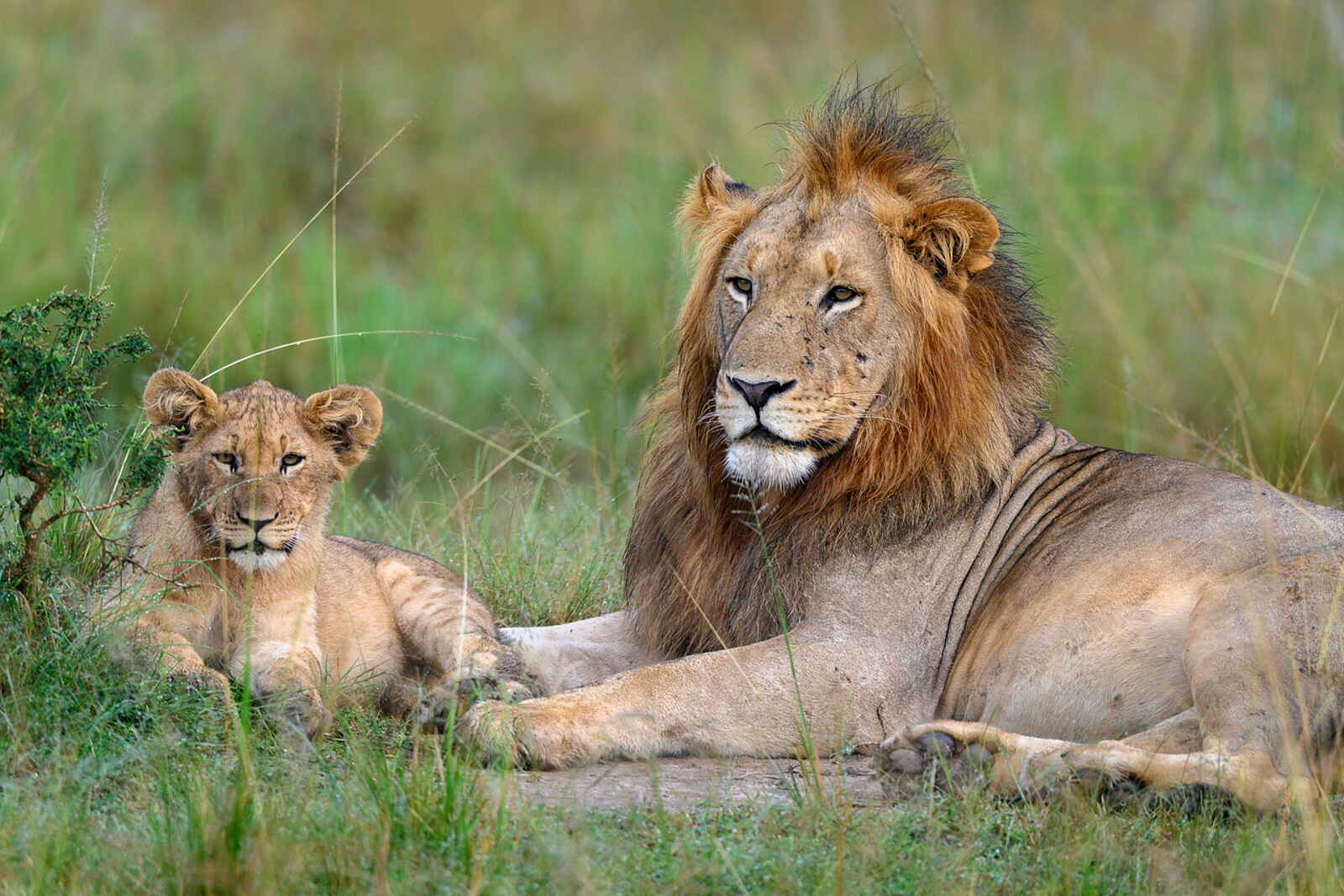 Magashi Camp: Männlicher Löwe mit einem jungen Löwen Magashi Camp: Männlicher Löwe mit einem jungen Löwen