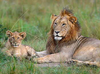 Magashi Camp: Männlicher Löwe mit einem  jungen Löwen