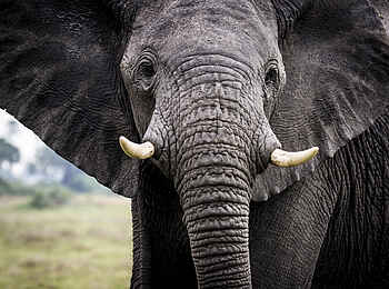 Mombo Camp: Nahaufnahme Elefant Mombo Camp: Nahaufnahme Elefant