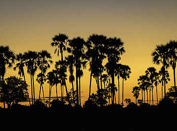 Mombo Camp: Sonnenuntergang vor Palmen Mombo Camp: Sonnenuntergang vor Palmen