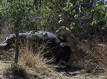 Ntemwa Busanga Bushcamp: Löwen greifen ein Nilpferd an