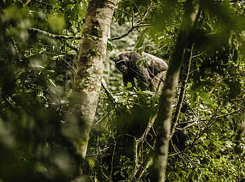 One and Only Nyungwe House: Schimpansen-Trekking