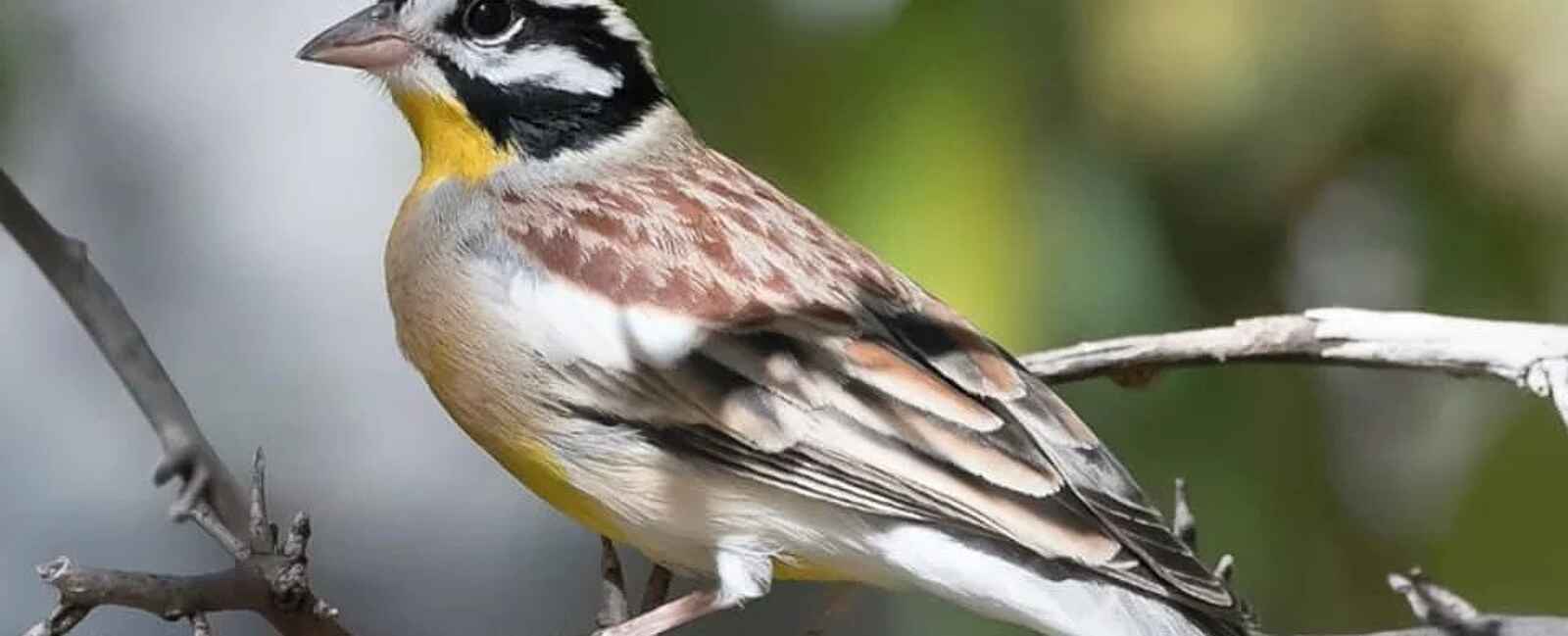 Roy's Restcamp: Barbet Roy's Restcamp: Barbet