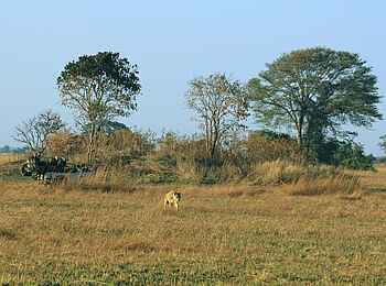 Busanga Bush Camp: Löwin auf der Pirsch Busanga Bush Camp: Löwin auf der Pirsch
