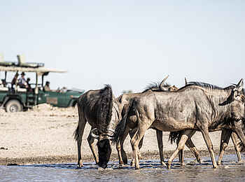 Camp Kalahari: Game Drive