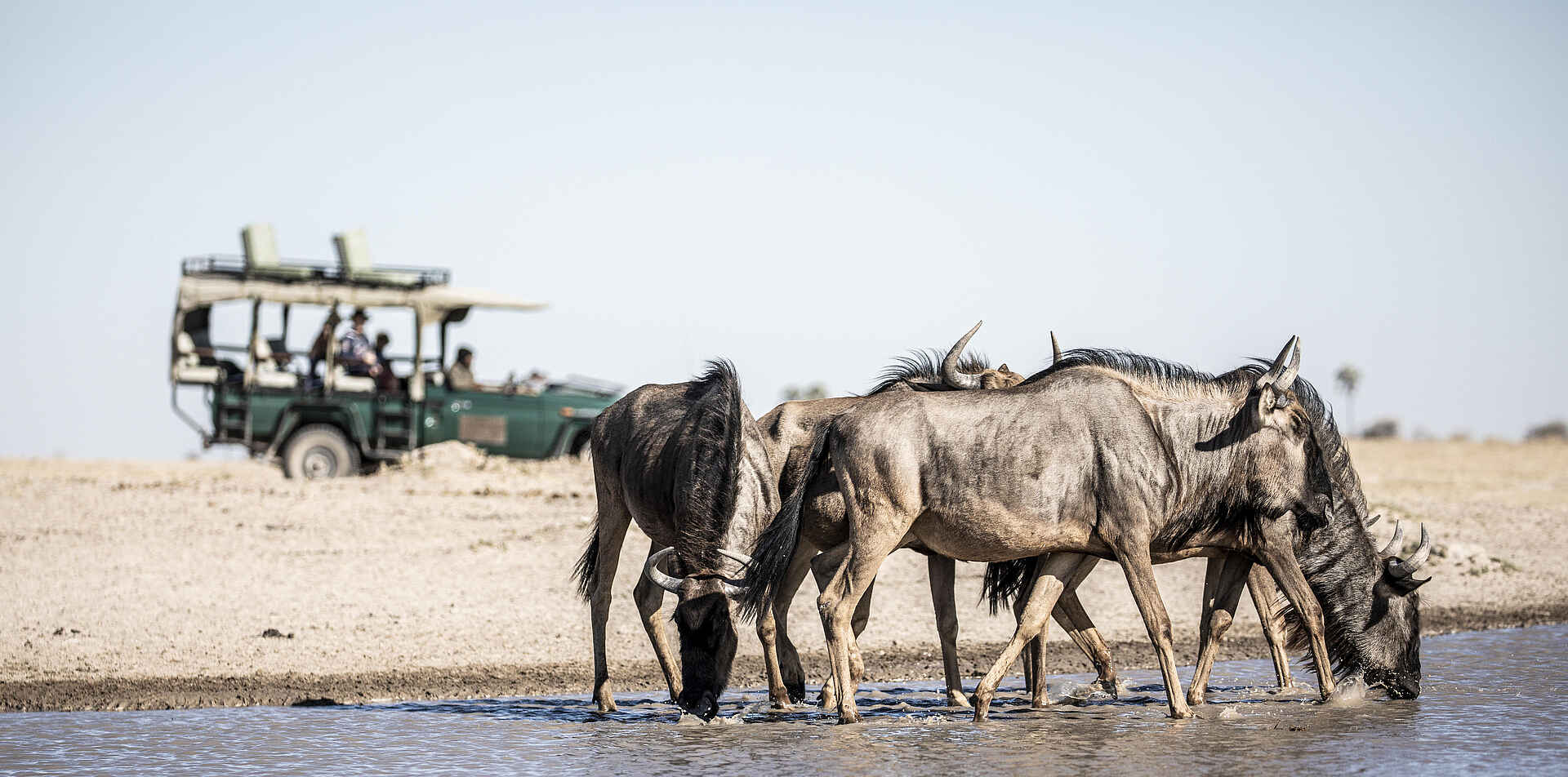 Camp Kalahari: Game Drive Camp Kalahari: Game Drive