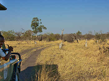 Camp Savuti: Game Drive