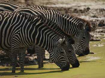 Kafunta River Lodge: Zebras