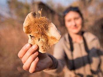 KaingU Safari Lodge: Baumfrüchte