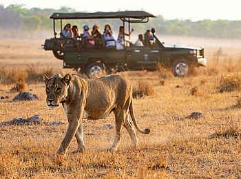 Khulu Bush Camp: Löwin Khulu Bush Camp: Löwin