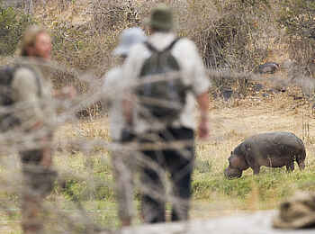 Kwihala Camp: Nilpferdbeobachtung