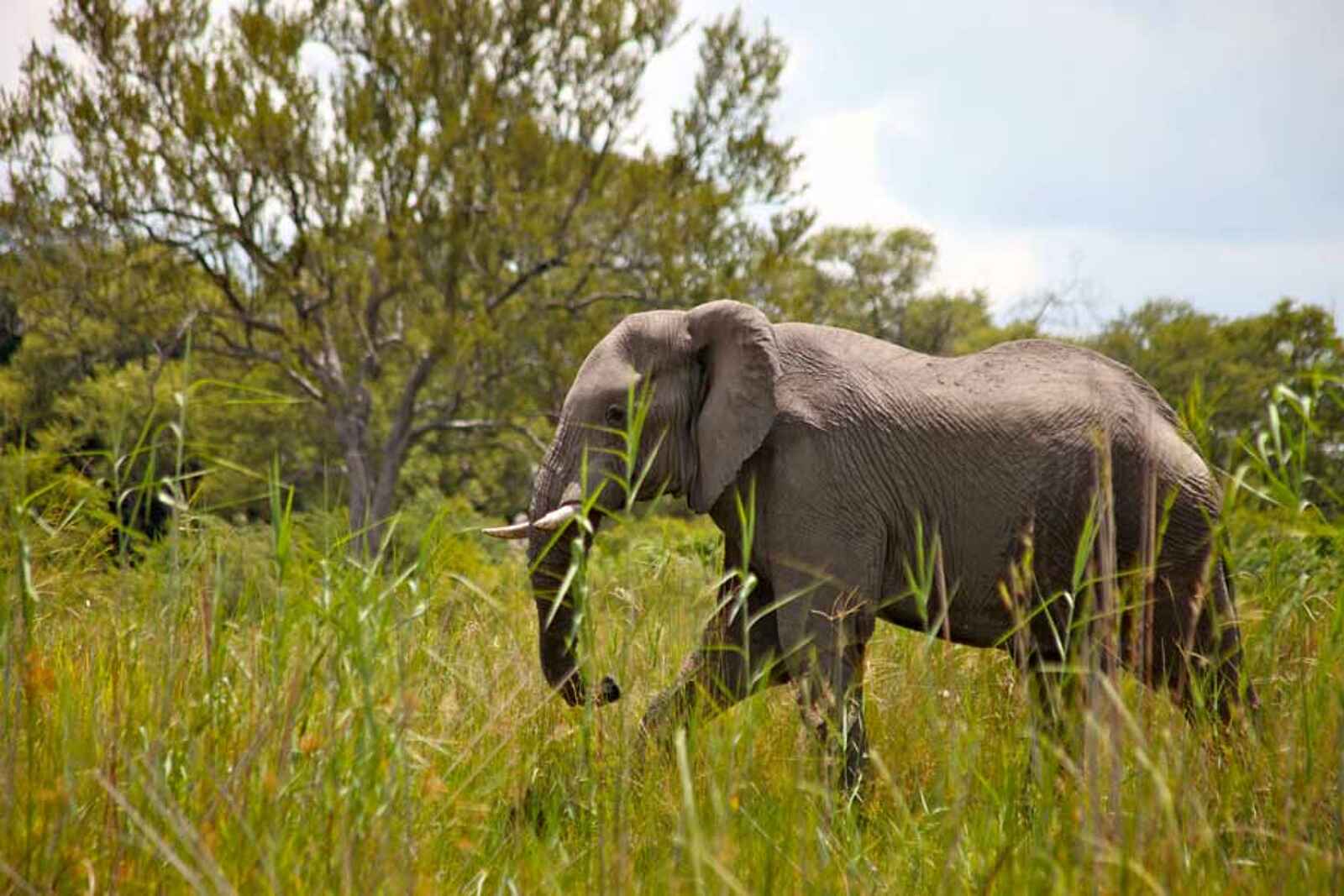 Lianshulu Lodge: Elefant Lianshulu Lodge: Elefant