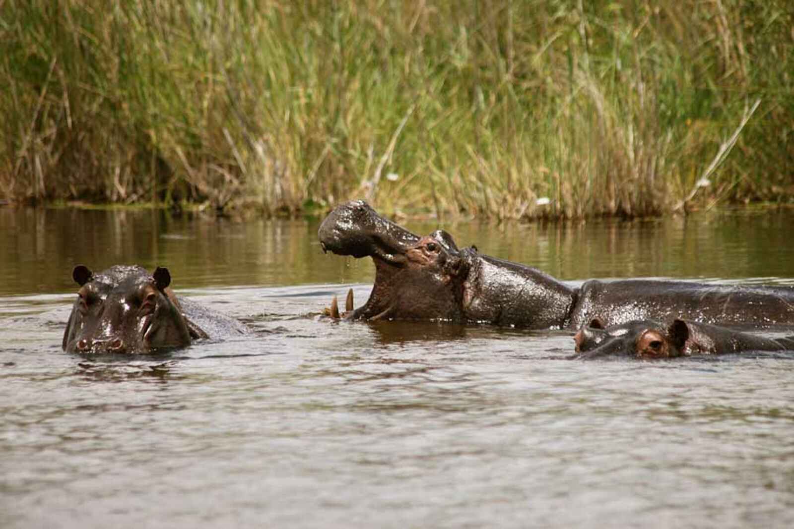 Lianshulu Lodge: Nilpferdgerangel Lianshulu Lodge: Nilpferdgerangel