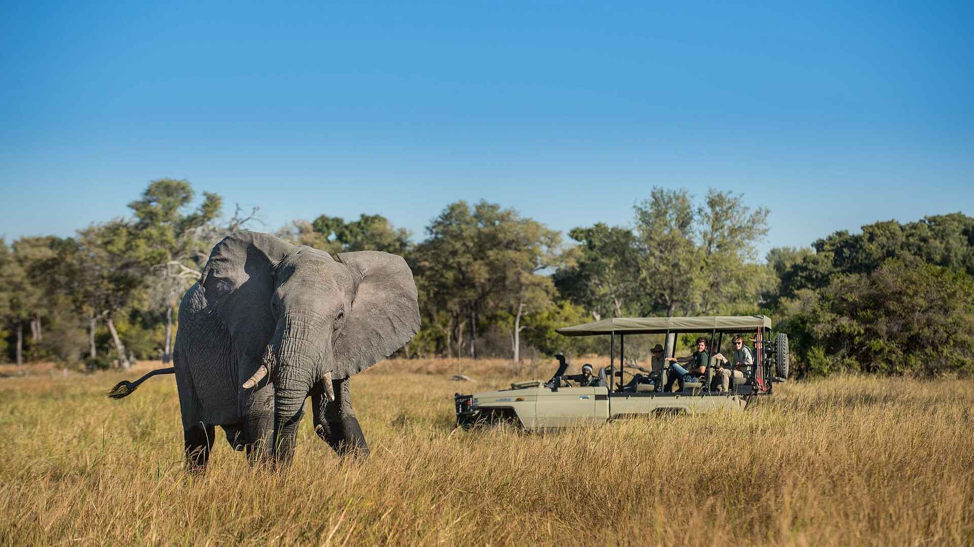 Little Sable Camp: Game Drive mit Elefant