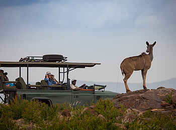 Loisaba Tented Camp: Auf Pirschfahrt Loisaba Tented Camp: Auf Pirschfahrt
